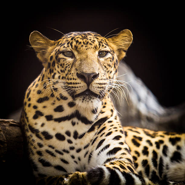 istock Portrait of leopard 458849823