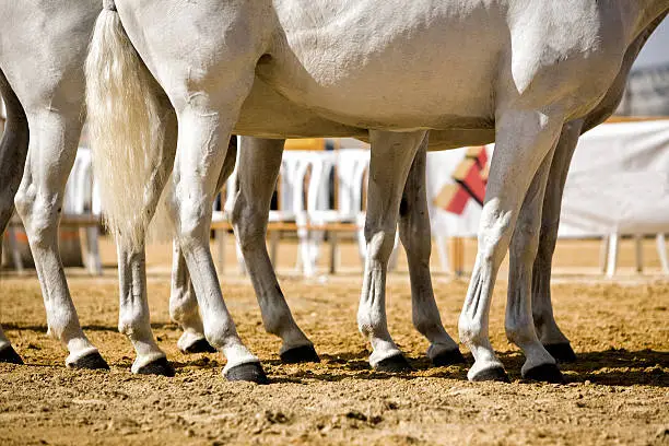 Photo of Functionality testing  horses of purebred Spanish, Spain