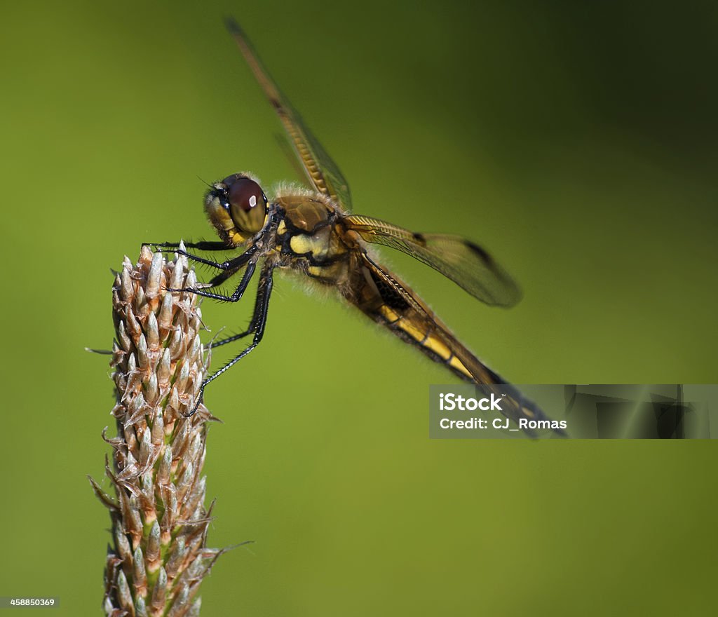 dragonfly on young  pine big dragonfly sitting on young  pine on blurred green background, macro Animal Stock Photo