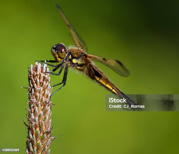 Dragonfly On Young Pine Stock Photo - Download Image Now - Animal, Animal Body Part, Animal Eye