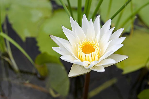istock White lotus in the pond 458852139