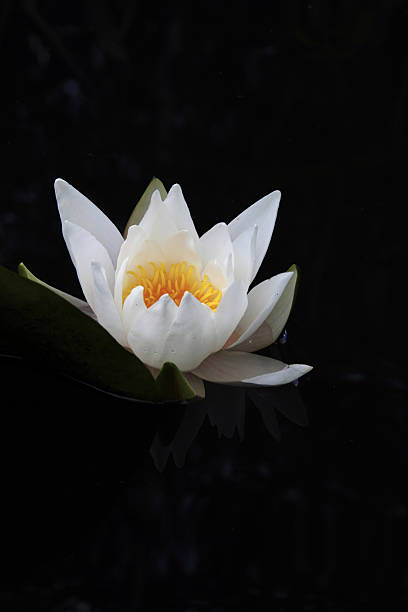 istock White waterlily. Nymphea. 458852757