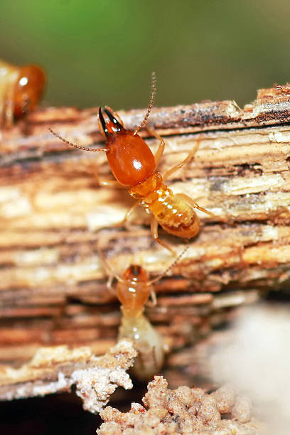 termites essen umsonst. - termite soil stock-fotos und bilder