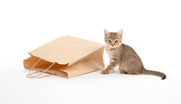 Beautiful kitten and paper bag stock photo