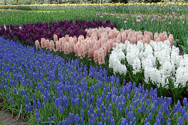 istock Hyacinths in garden. 458854651
