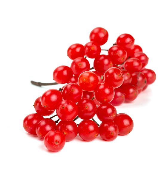 istock red berries of viburnum isolated on white 458854789