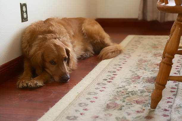 Golden Retriever lying on the floor