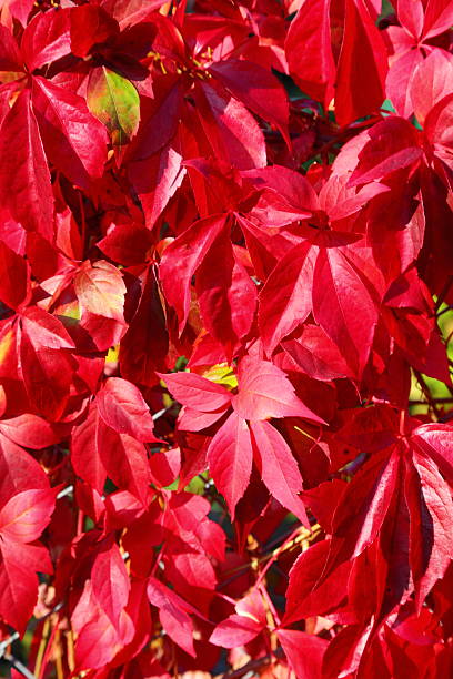 istock Autumnal ornament, red leaves 458857767