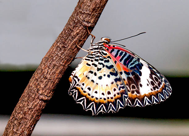 istock Colorful of butterfly 458858479