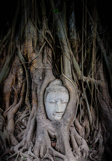 istock Head of Sandstone Buddha overgrown 458858563