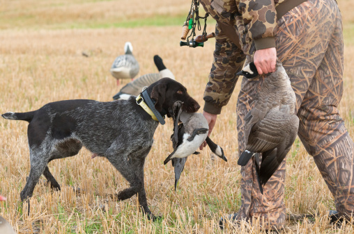 A Hunter Goose hunting with his dog