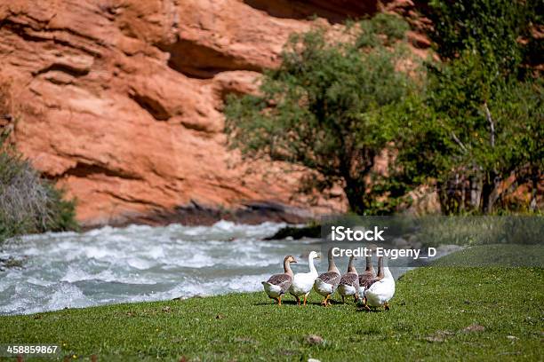 Group Of Geese Walking Down The River Stock Photo - Download Image Now - Animal, Asia, Autumn