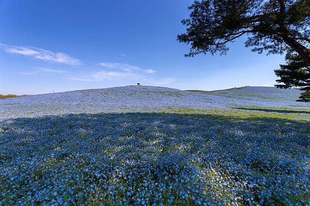 istock Nemophila Baby blue eyes and tree 458860017