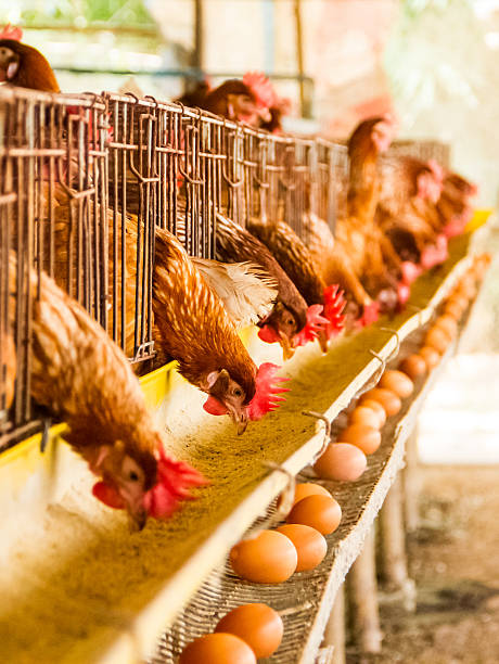 Farm chicken stock photo