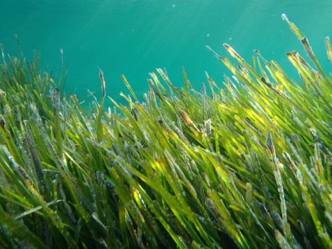 posidonia under water in the sea