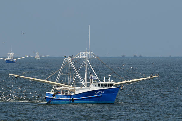 Shrimp boat fleet in the Gulf of Mexico stock photo