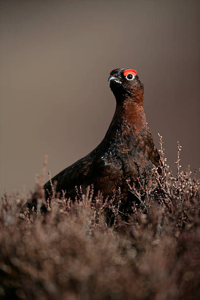 Red grouse, Lagopus lagopuss