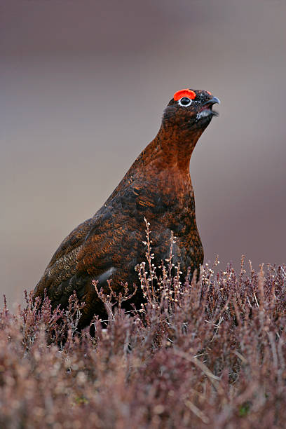 istock Red grouse, Lagopus lagopuss 458869829