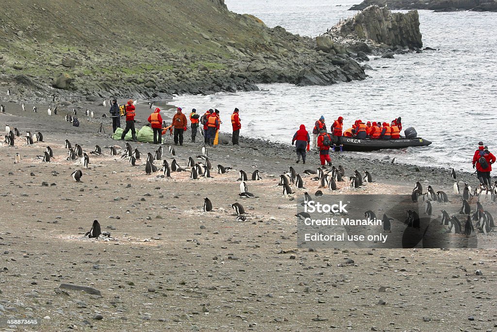 Antartide: Turisti terra vicino a una Colonia di pinguini - Foto stock royalty-free di Animale