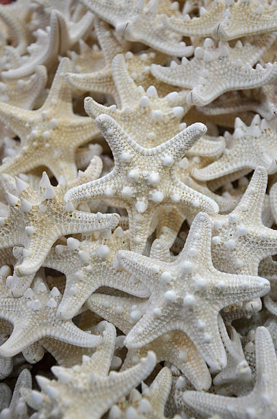 Bin of Starfish stock photo