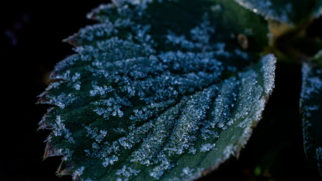 Frost, hoar on leaves turn on dew Timelapse
