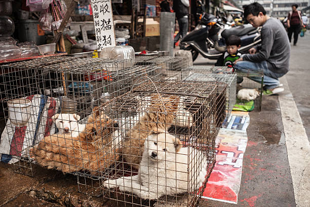 perros en vivo para la venta en china - butchers shop meat market pork fotografías e imágenes de stock
