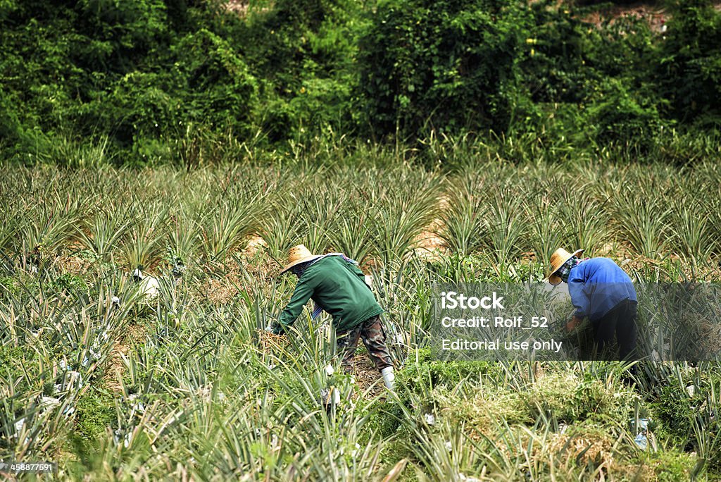 タイの農場で働くパイナップルフィールド - 2人のロイヤリティフリーストックフォト