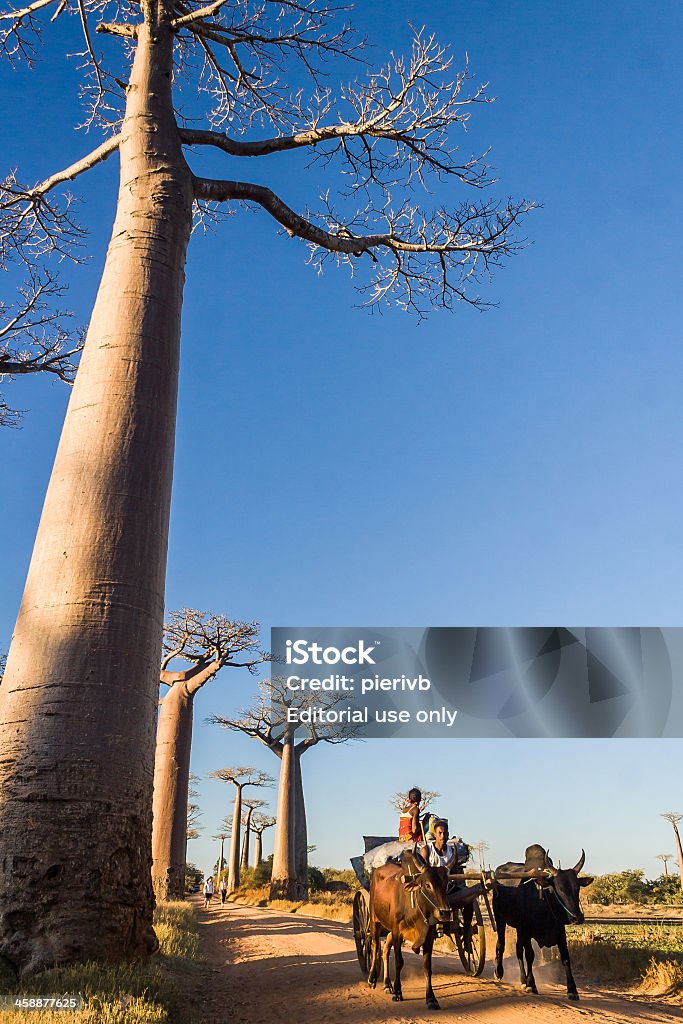 Zebu e baobabs carrinho - Royalty-free Alto - Descrição Física Foto de stock