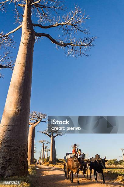 Zebu E Baobabs Carrinho - Fotografias de stock e mais imagens de Alto - Descrição Física - Alto - Descrição Física, Ao Ar Livre, Baobá