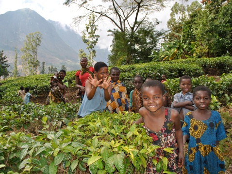 Mount Mulanje, Malawi - July 6, 2012: Children in tea plantation on the lower slopes of the mountain