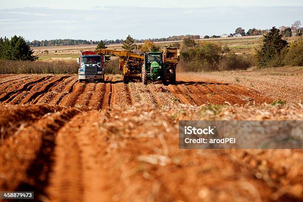 Foto de Colheita De Batata e mais fotos de stock de Ilha Prince Edward - Ilha Prince Edward, Batata - Tubérculo, Fazenda