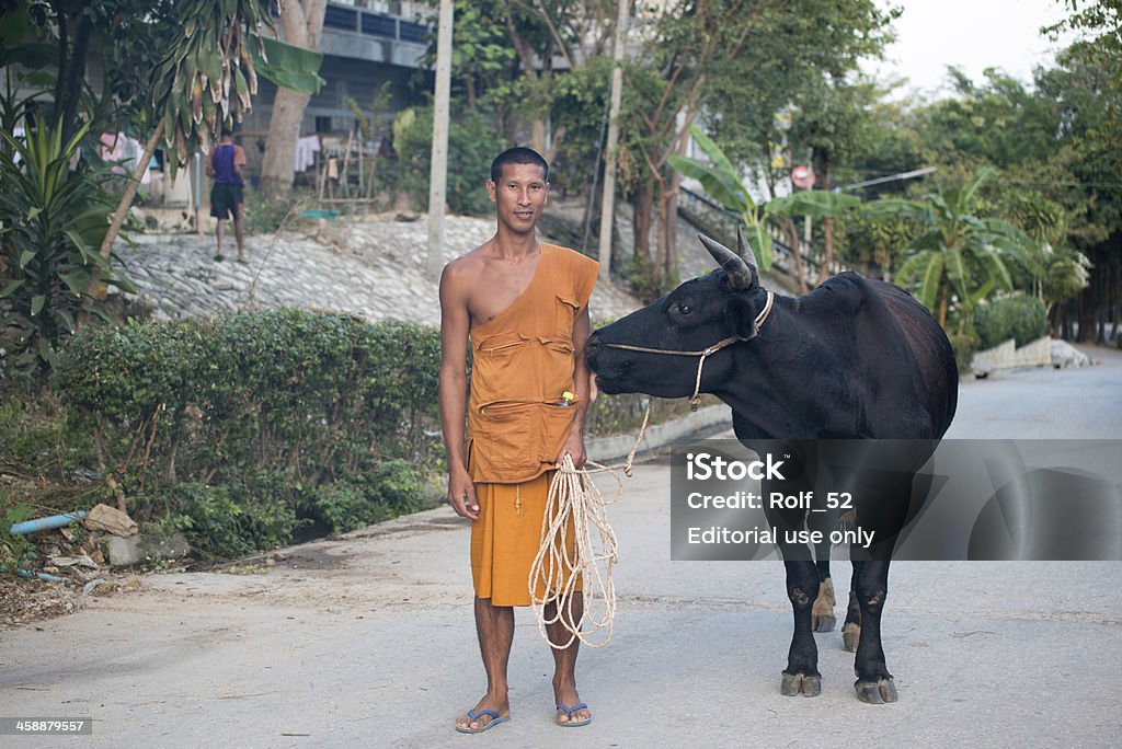 Moine bouddhiste thaïlandais avec une vache - Photo de Adulte libre de droits