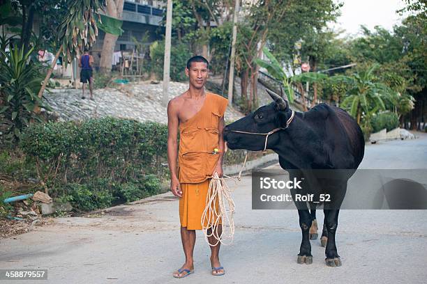 Photo libre de droit de Moine Bouddhiste Thaïlandais Avec Une Vache banque d'images et plus d'images libres de droit de Adulte - Adulte, Affectueux, Agriculture