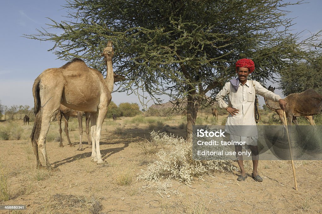 jaisalmer countryman jaisalmer, india - january 15, 2007: a local countryman in traditional clothes keeps an eye on his camel's herd. Camel Stock Photo