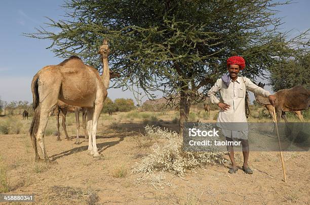 Jaisalmer Countryman Stock Photo - Download Image Now - Camel, Farmer, Herd