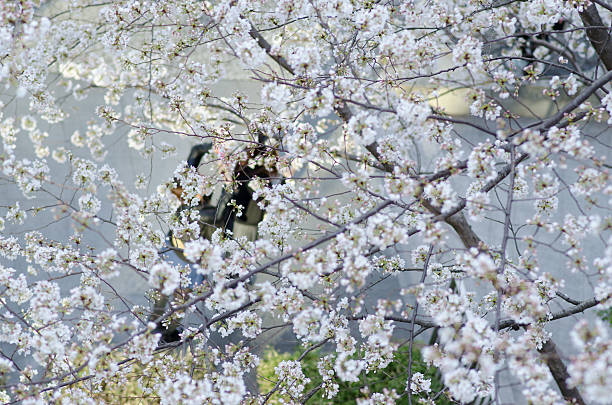 cherry blossom viewing stock photo