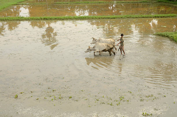 indian agricultor arar campos de arroz - sharecropper fotografías e imágenes de stock