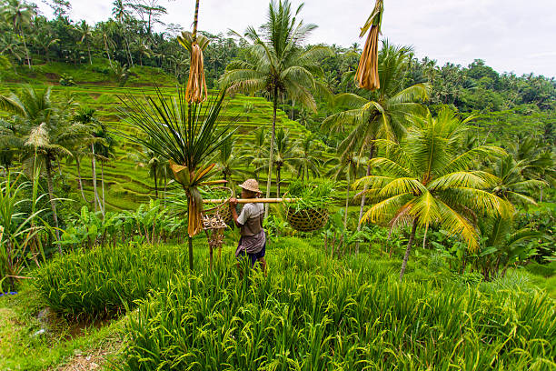 Tegalalang, Bali, Indonesia - April 19, 2013: A rice farmer walks through traditional paddy fields while carrying baskets of rice plants ready for sowing