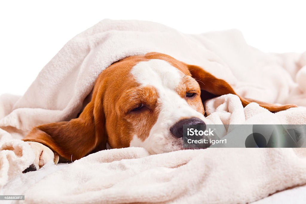 Long eared dog napping under an off white blanket Very much sick dog under a blanket, isolated on  white Beagle Stock Photo