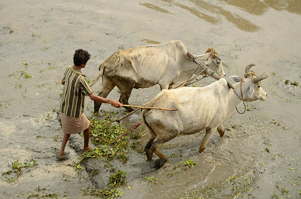 indian agricultor arar campos de arroz - sharecropper fotografías e imágenes de stock