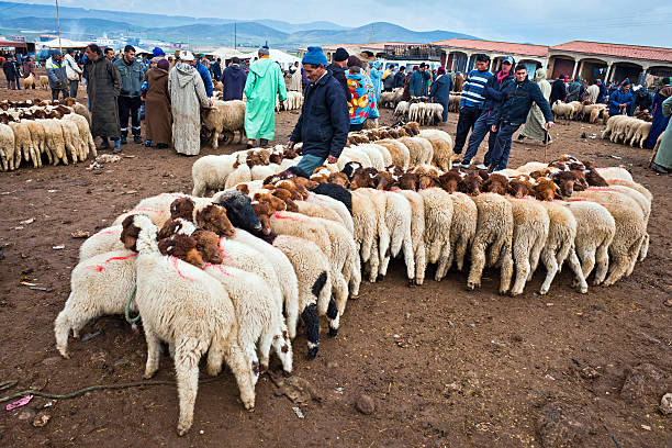 Rissani. Errachidia. Morocco October 17, 2024. A man in traditional Moroccan attire holds a sheep on a rope in a rural market setting. The scene captures the essence of livestock trading, a long-standing tradition in Morocco.