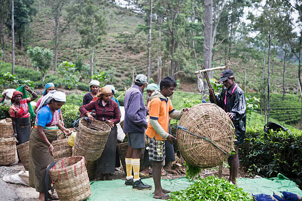 Plantation Workers in Sri Lanka Weighing Tea Leaves stock photo