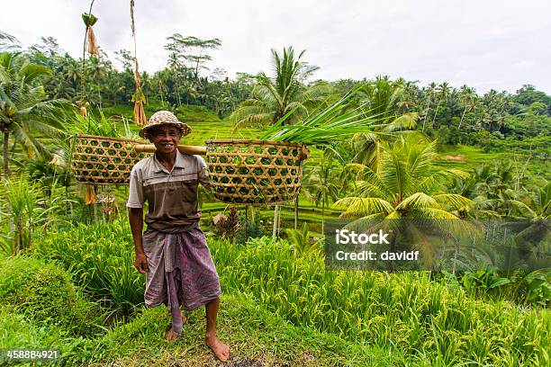 Balinese Risaia Terrazze E Un Agricoltore - Fotografie stock e altre immagini di Agricoltore - Agricoltore, Agricoltura, Ambientazione esterna