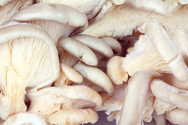 istock Oyster mushrooms background 458889825
