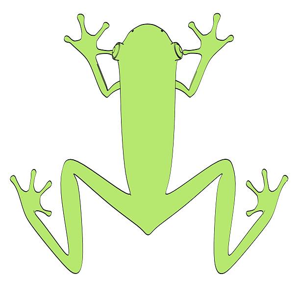 agalychnis callidryas - frog three dimensional shape animal green photos et images de collection
