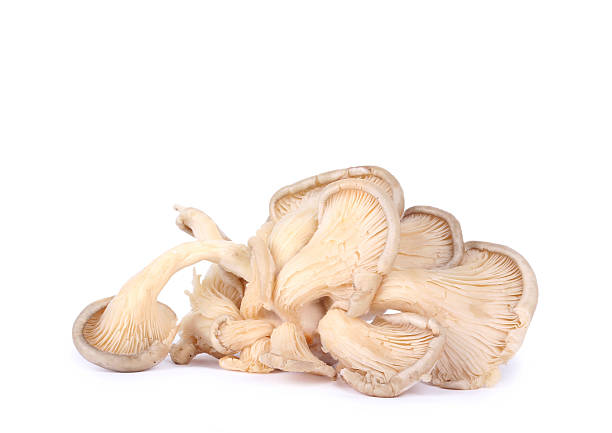 istock Isolated oyster mushrooms 458890585