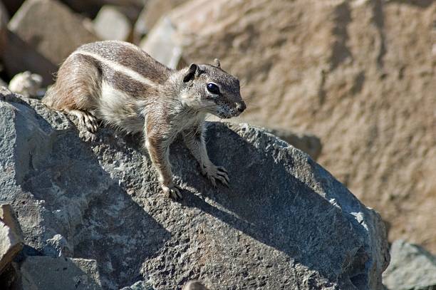 istock Squirrel in Fuerteventura Island 458890921
