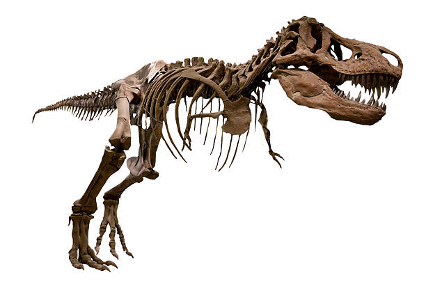 dinosaurio tiranosaurio esqueleto - dinosaur fossil tyrannosaurus rex animal skeleton fotografías e imágenes de stock