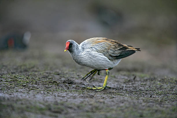 istock Moorhen, Gallinula chloropus, 458891181