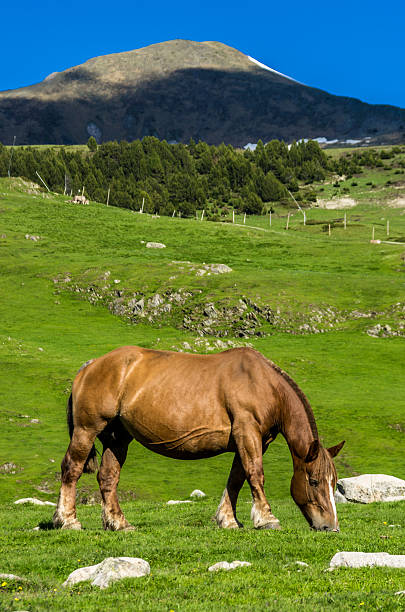 istock wild horse eating at mountain 458891275